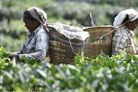 ndia's tea exports dipped by 1.65% in 2023 Do include the reasons for rising crisis in the Indian tea industry and it's exports.