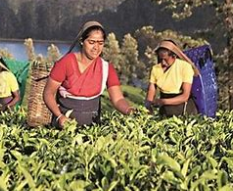 ndia's tea exports dipped by 1.65% in 2023 Do include the reasons for rising crisis in the Indian tea industry and it's exports.